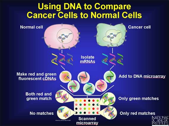 Using DNA to Compare Cancer Cells to Normal Cells